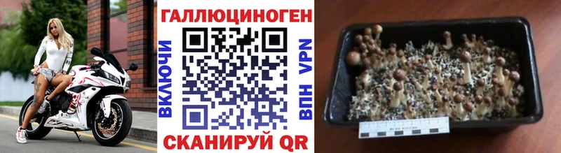хочу наркоту  Славгород  Галлюциногенные грибы GOLDEN TEACHER 